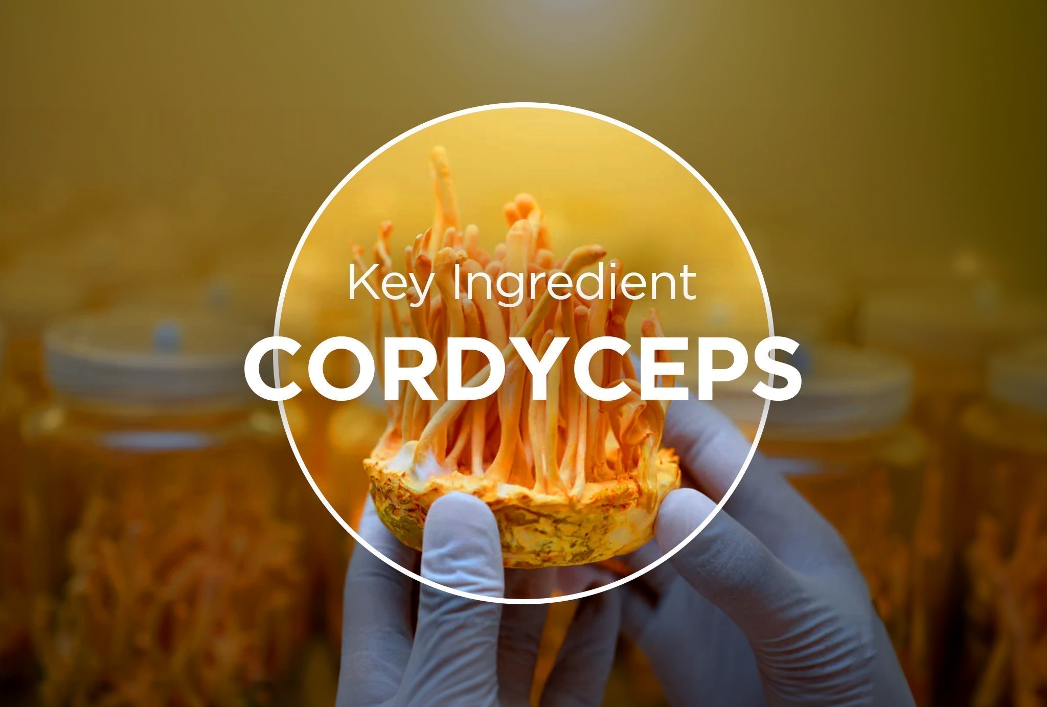 Cordyceps Mushroom: The Orange Powerhouse Behind Elevated Energy