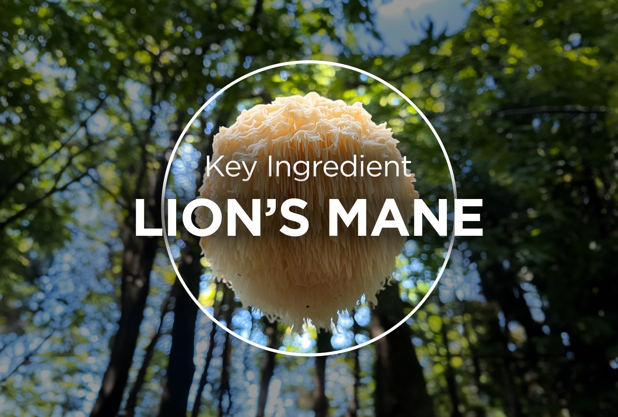 Unlocking the Magic of Lion’s Mane Mushroom: 3 Key Benefits for Brain Health