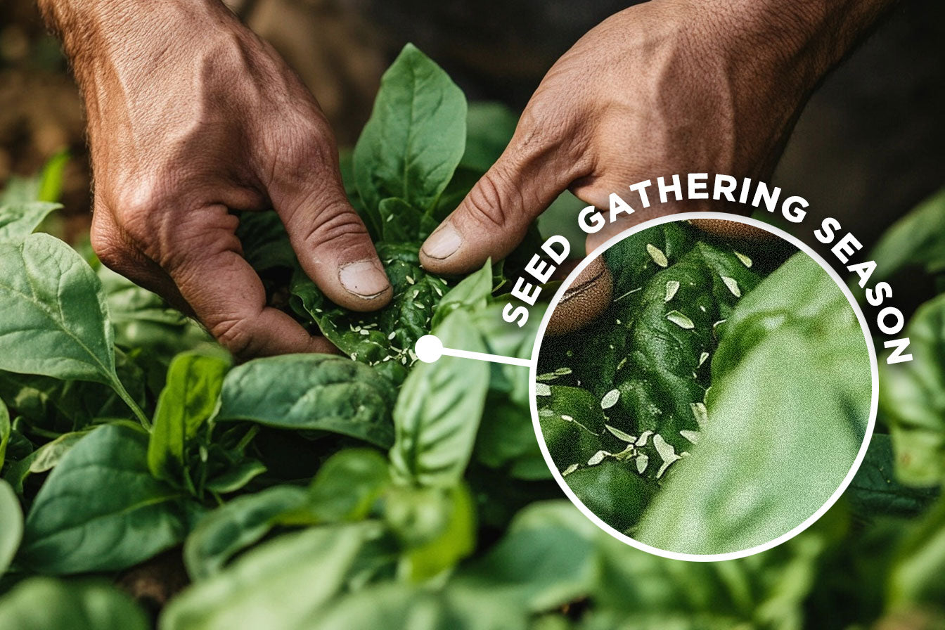 Honoring Organic Farmers in the Fight Against GMOs