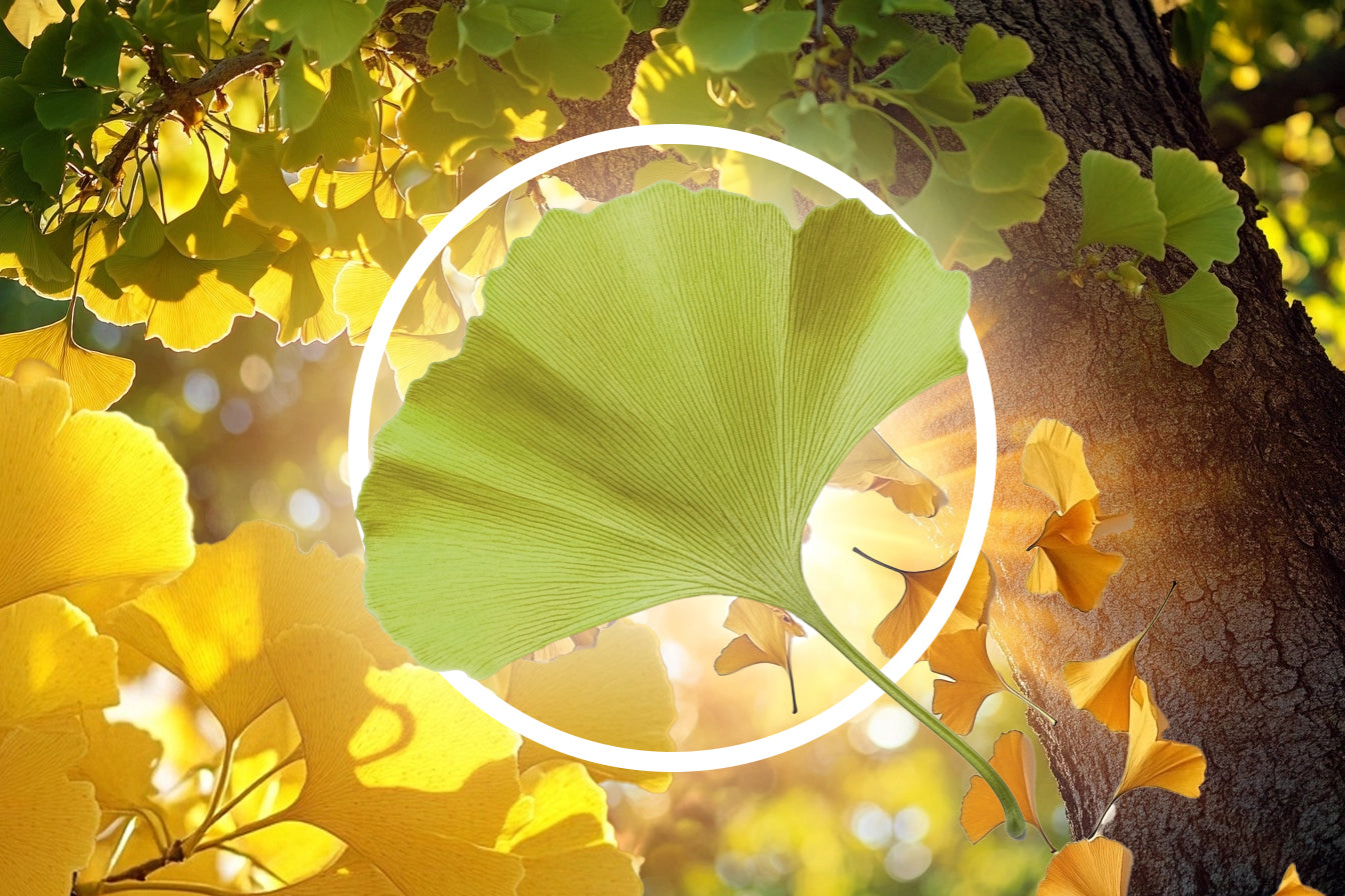 The Ginkgo Biloba Tree: Nature’s Ancient Healer