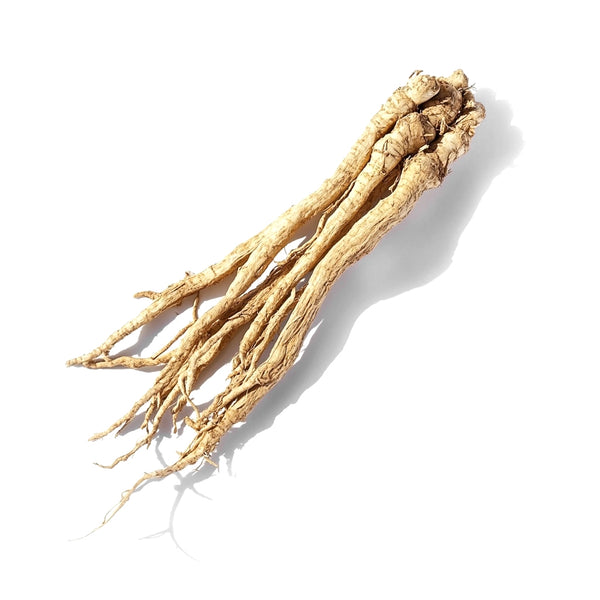 Astragalus Root