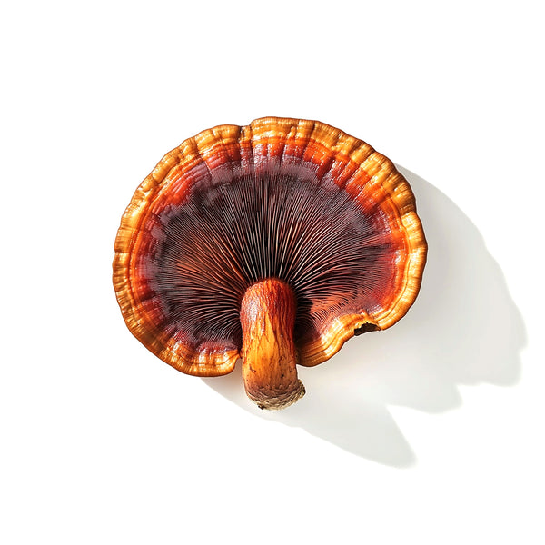 Reishi Mushroom