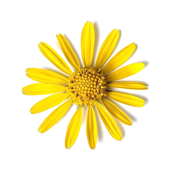 Arnica Flower (wild-harvested)