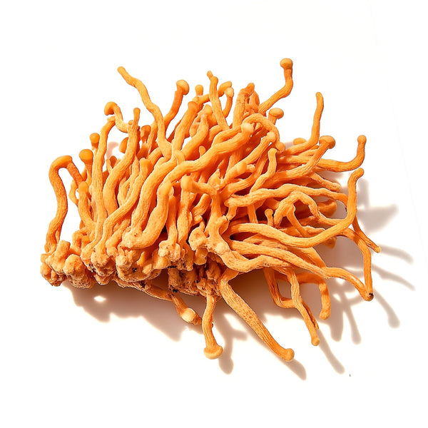 Cordyceps Mushroom