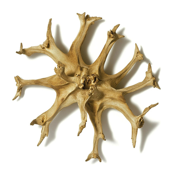 Devil's Claw Root