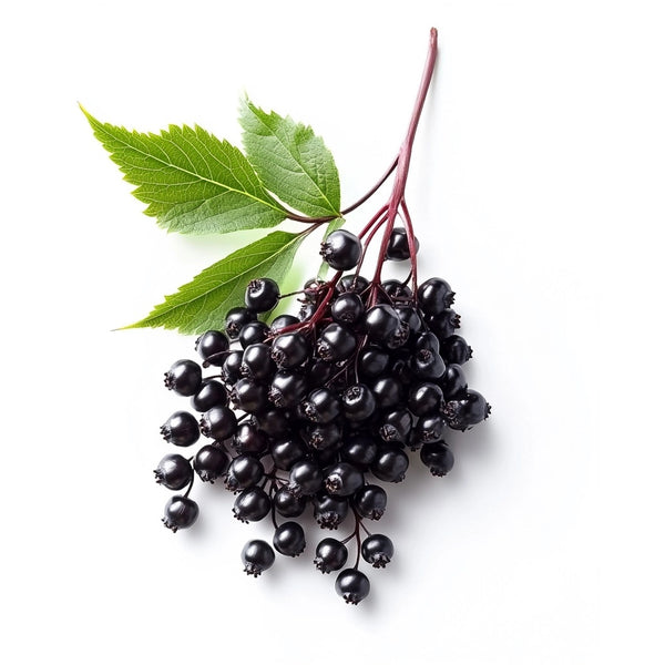 Elderberry