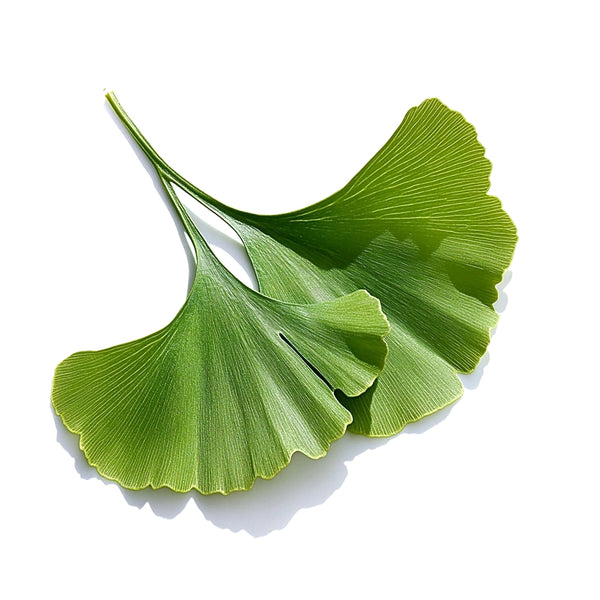 Ginkgo Leaf