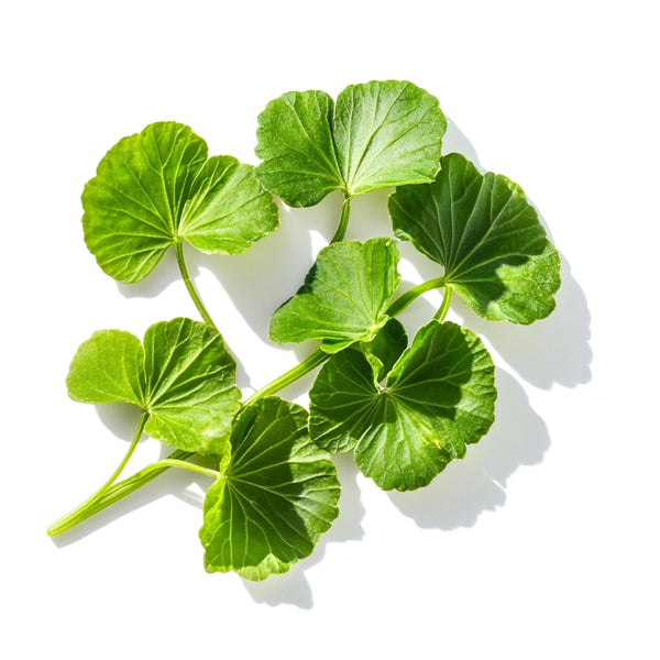 Gotu Kola Leaf