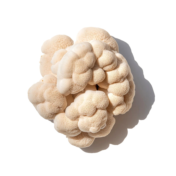 Lion's Mane Mushroom