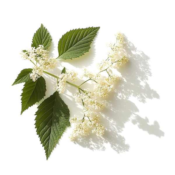 Meadowsweet Herb
