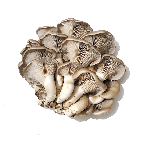 Oyster Mushroom