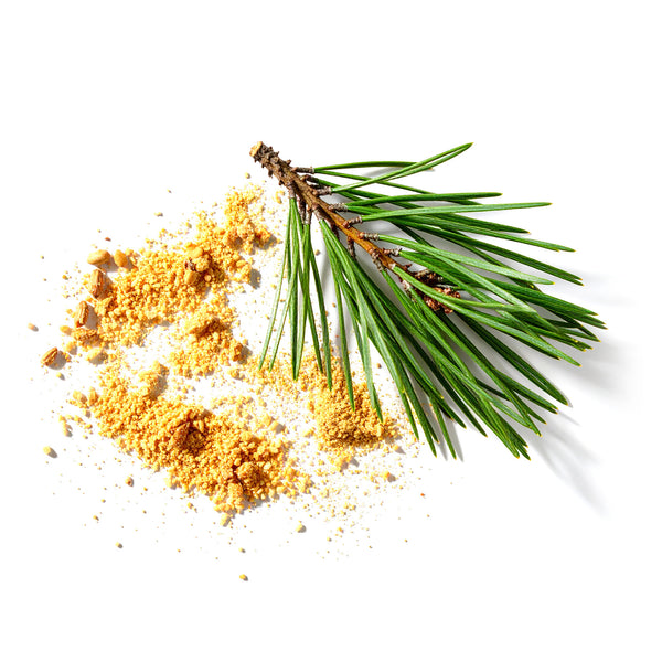 Pine Pollen
