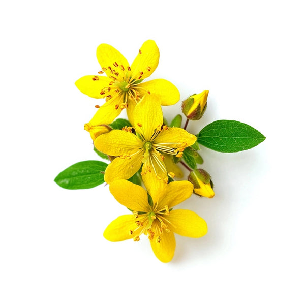 St. John's Wort (wild-harvested)