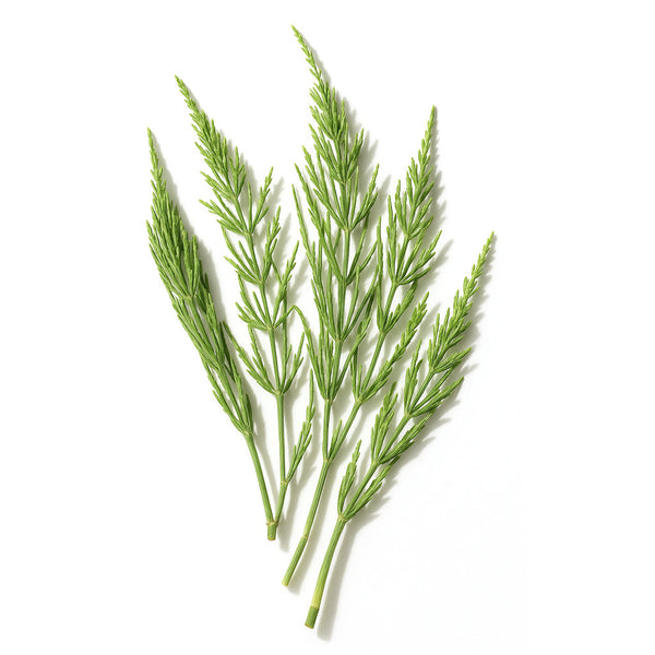Horsetail Herb